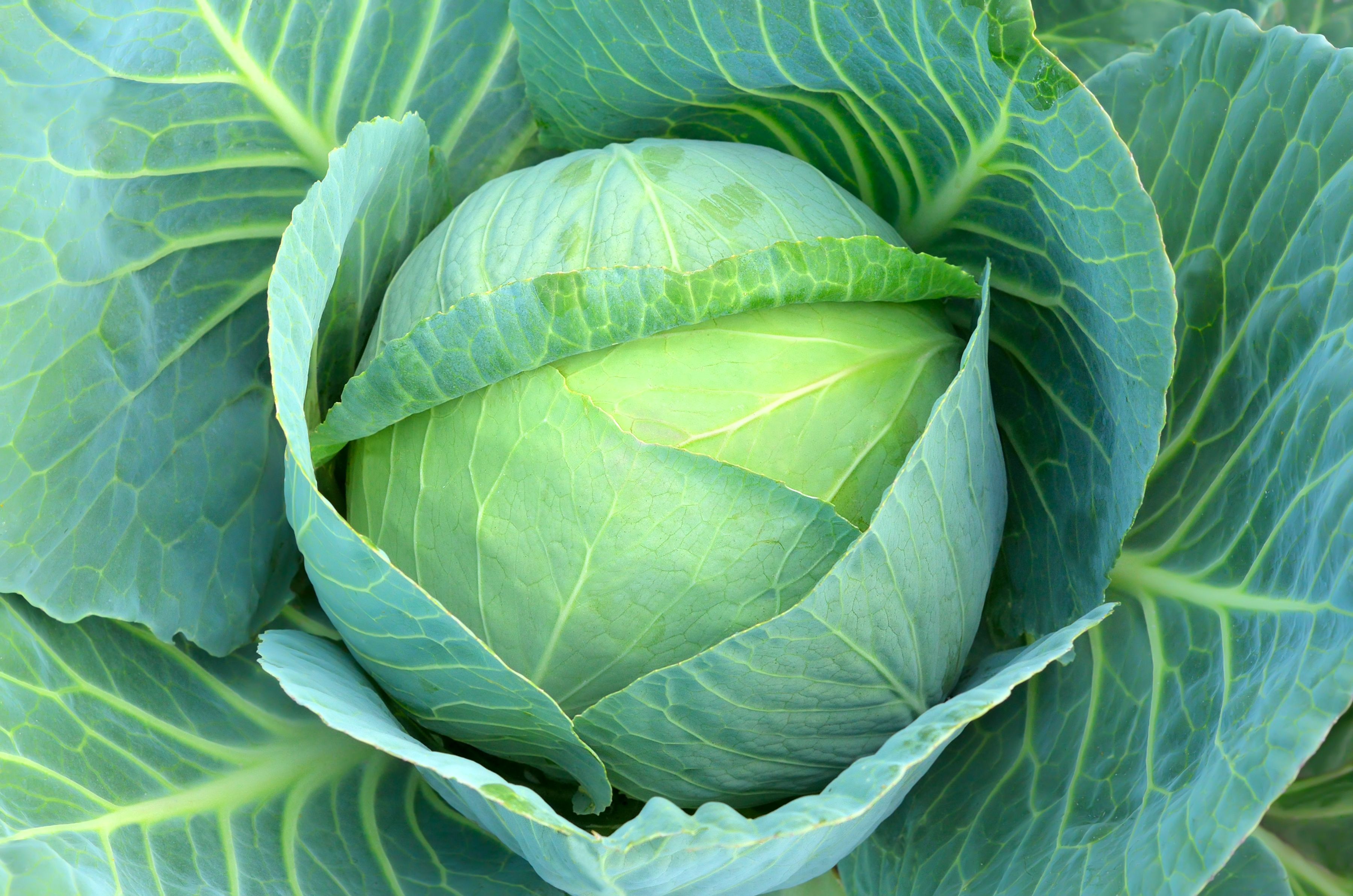 Cabbage